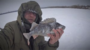 ПОИСК ТРОФЕЕВ НА ЖИГУЛЁВСКОЙ ГЭС. ГОНДУРАС РУЛИТ... ОТЛИЧНЫЙ ДЕНЬ НА РЫБАЛКЕ!