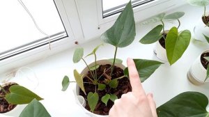 Обзор комнатных растений на южном окне 🌸💚 Февраль 2026