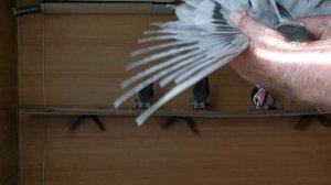 VID_20240912_095724.mp4