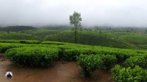 О индустрии чая на Шри-Ланке. Чайные плантации, Нувара Элия, Шри-Ланка 2025 #чай #шриланка2025