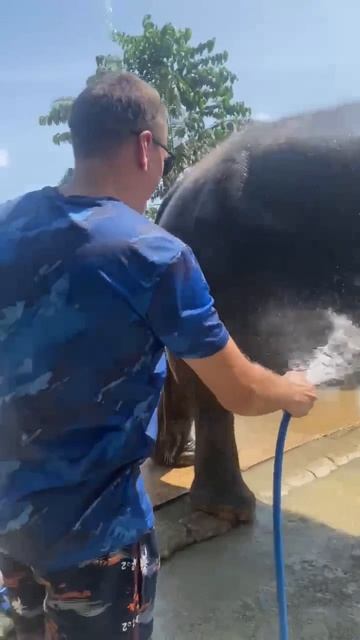 Экскурсия «Аватар», купание слонов, Пхукет, Тайланд, Ноябрь 2025г смотреть онлайн