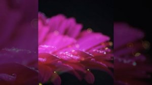 Talitha-Andzrevayin/ Տալիթա-Անձրևային