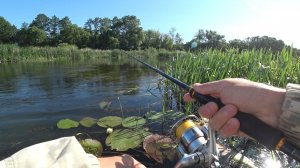 РЫБА МОЕЙ МЕЧТЫ