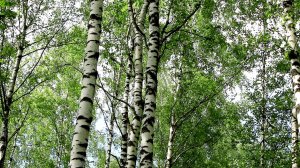 Белая берёза 🎧 МУЗЫКА 🎵.Текст 🎶 мой, исполнение сгенерировано нейросетью .