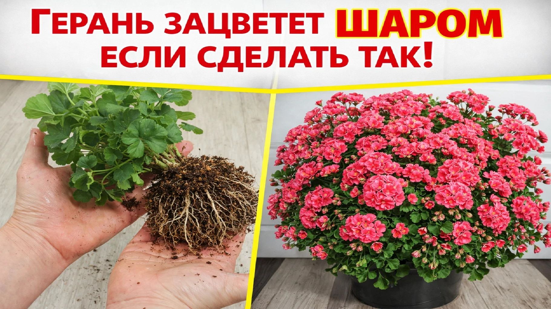 Мало кто знает этот секрет цветения герани о котором молчат профессионалы! смотреть онлайн