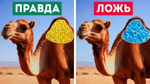 50+ Фактов о Животных, О Которых Молчали на Уроках Биологии!