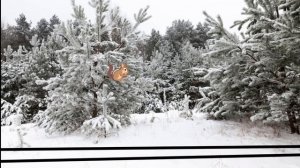 Луна и его друзья - 7 серия Новогодний для подароки