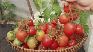 Выращивание томатов на террасе. Секрет плодоношения круглый год