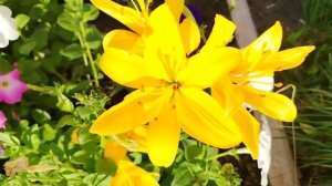 Польза лилий в огороде и для человека