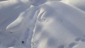 Проверка капканов часть 〽️ 25,пролов,лоси на фотоловушки.