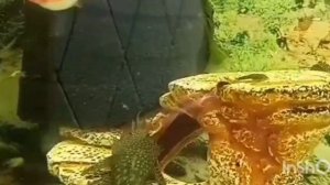 От мальков до рыбок 22/02/2026