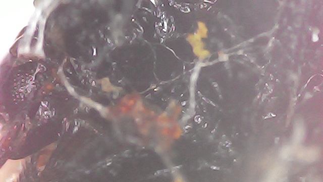 Божья коровка под миероскопом вид снизу смотреть онлайн