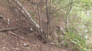 Охота с лайками, жара+23, собаки дали адреналина.Сезон 2025