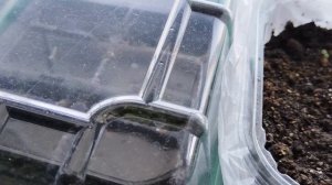 Садово-огородная сага. Вести с полей.