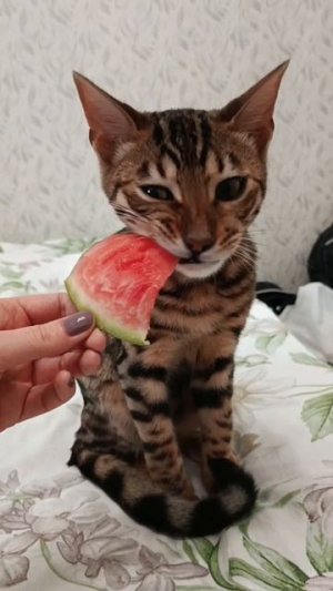 Реакция кота на арбуз лучше, чем на вискас