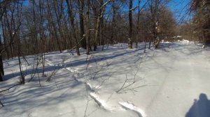 Егеря для Волков кормят Кабанов! Хрустальный лес.