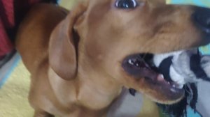 зашиваю игрушку весты черепашка