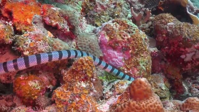 Животный мир Океана 4K - Живописный фильм о дикой природе с успокаивающей музыкой