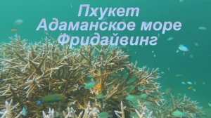 Пхукет февраль 2024. Подводный мир. Фридайвинг. Релакс видео. Часть 1.