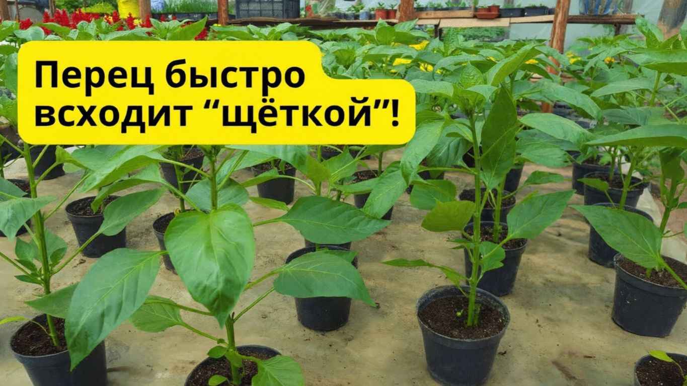 Как получить гарантированно быстрые всходы сладкого перца смотреть онлайн