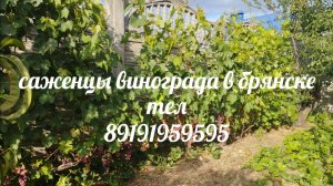 Саженцы винограда 22 февраля