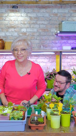 Прости брата своего, сестра.