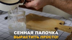 СЕННАЯ ПАЛОЧКА - КАК ЕЁ НАРАСТИТЬ? Выращивание сенной палочки в домашних условиях.