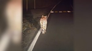 Полосатый рейд: дальневосточный леопард решил прогулять по трассе в Приморском крае