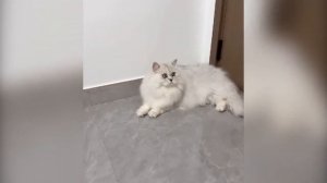 Кошки и собаки смешные видео смешные вирусные собаки и кошки когда -либо