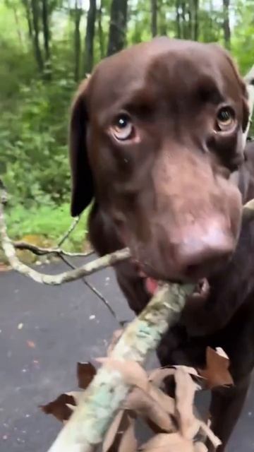 Try not to laugh #animals #dog #cat #haha #dogslovers смотреть онлайн