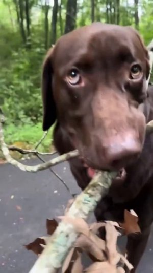 Try not to laugh #animals #dog #cat #haha #dogslovers