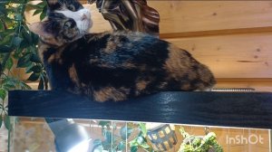 обзор флорариумов || обзор растений в моих флорариумах || 30.09.2025г