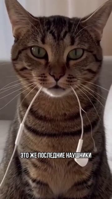 Кот сгрыз последние наушники 😸