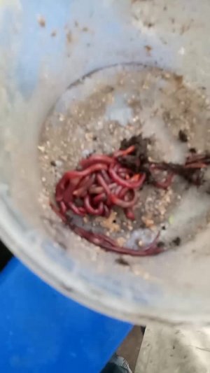 Продолжение эксперимента по выращиванию калифорнийсккого червя. Всем привет. Что-то совсем работа...