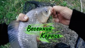 Весенний карась
