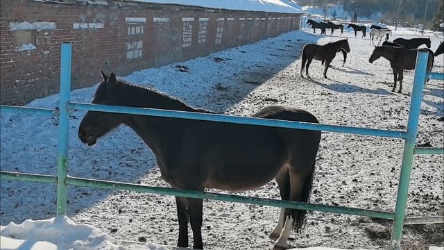 Vlog с лошадками🐎 -﹥ Первый влог из села🏡