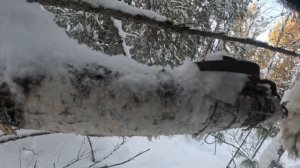 Охота на соболя Проверка капканов)