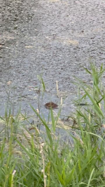 африканский тушкан смотреть онлайн