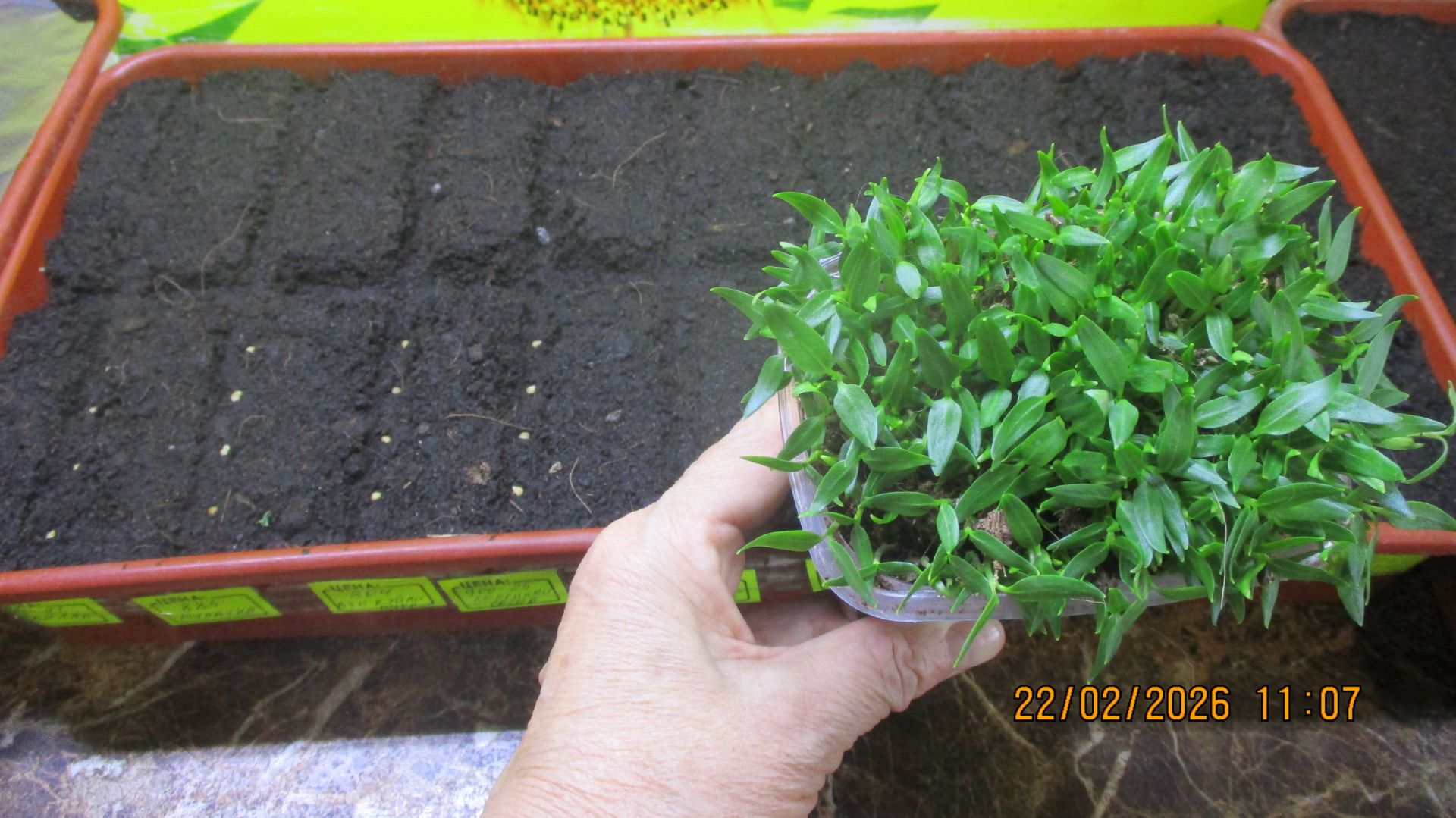 ПОСЕВЫ 2026 - 27. Первый посев томатов провожу классическим способом. Показываю. смотреть онлайн