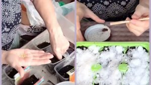 Доживём до весны, урааа. Сею перцы и цветы.