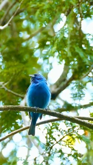 Пение птиц создает прекрасное утро