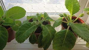 Южное и жаркое окошко. Фиалки и глоксинии.