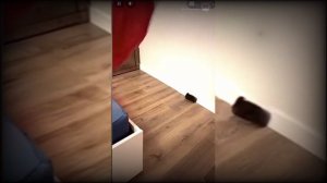 У Диаса украли Бр Бр Голубя