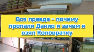 Вся правда - почему пропали Данио и зачем я взял Коловратку