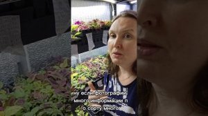 разнообразие колеусов. давайте делиться фотографиями