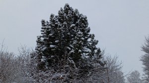СП "Температурный плед с Катериной штурм" Морозный февраль.