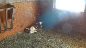 О кормлении телят и коров .