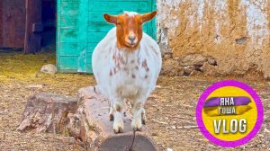 Когда родят козы? Что будет с фермой? Наша ферма в Крыму, где нет зимы! Козы, куры, индюки, цесарки!