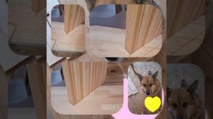 1000049102.mp4 (Собака наблюдает за устройством лестницы на 2 этаж в доме А-фрейм)