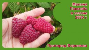 Малина Пшехиба в пригороде Воронежа. Саженцы ЗКС на апрель 2026